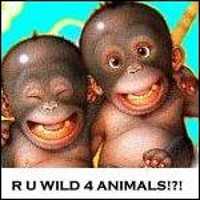 WILD ABOUT ANIMALS LEOTARDS!